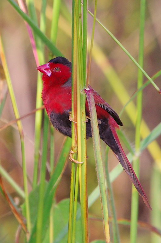  Crimson Finch (Neochmia phaeton) Male, Lake Jabiru, NT