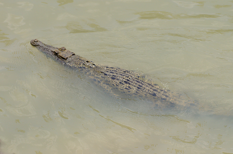  Saltwater crocodile (Crocodylus porosus), Cahills Crossing, NT