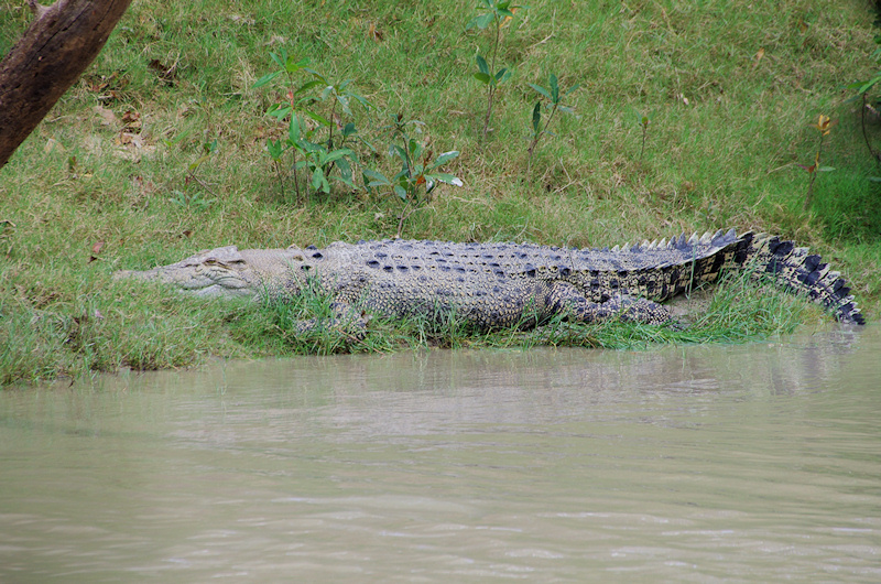  Saltwater crocodile (Crocodylus porosus), Cahills Crossing, NT