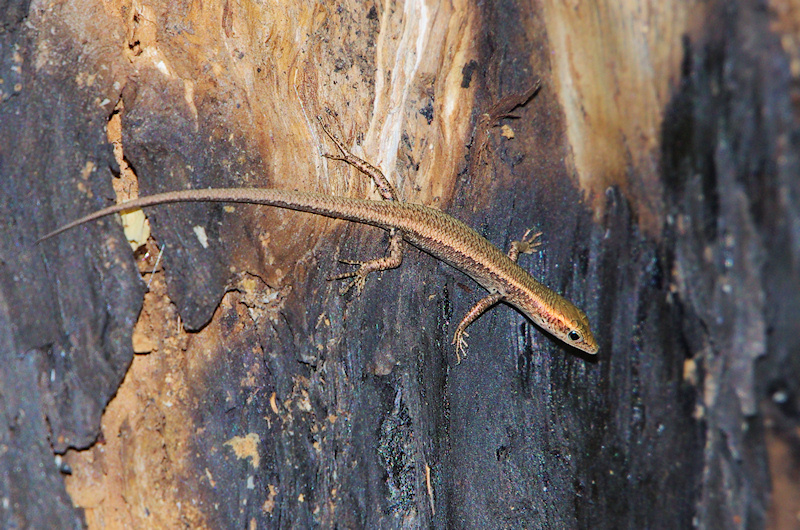  Skink - to be identified, Cahills Crossing, NT
