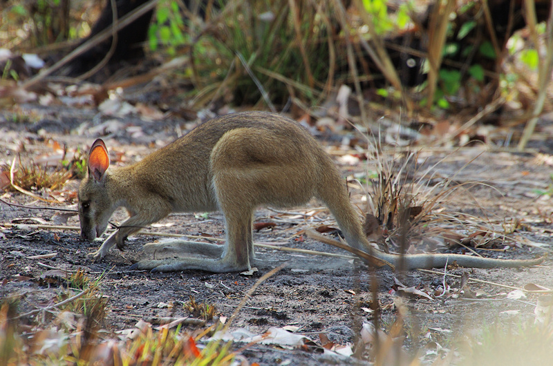 Agile Wallaby (Macropus agilis), Kakadu National Park, NT