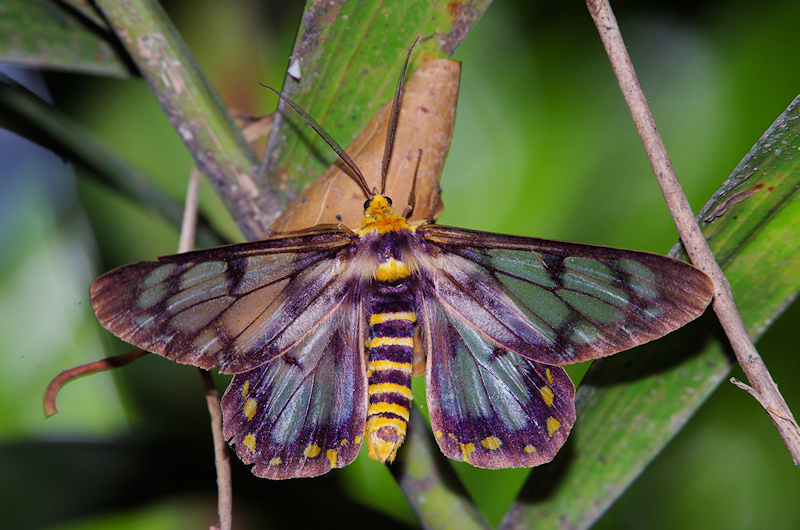  Four o'clock moth (Dysphania fenestrata), Mary River National Park, NT