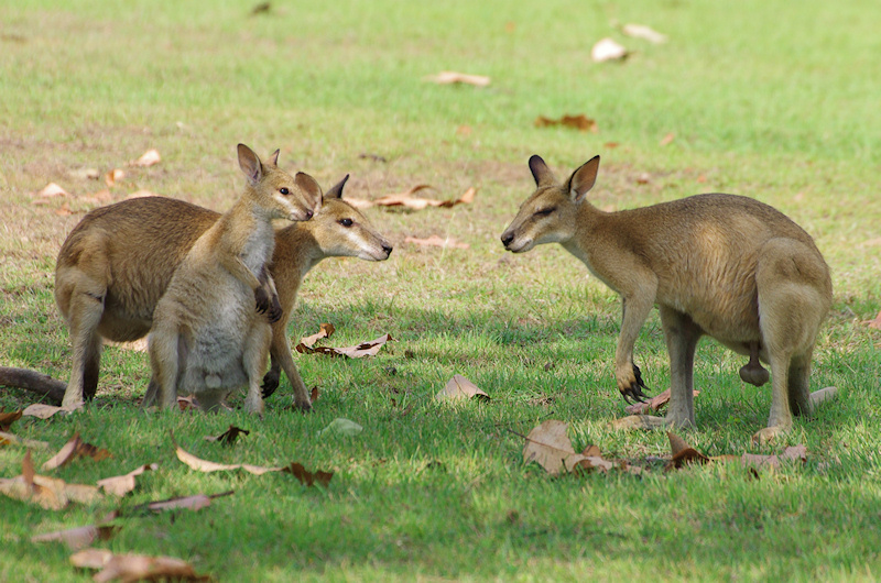  Agile Wallaby (Macropus agilis) family, Mary River National Park, NT