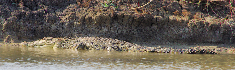  Saltwater crocodile (Crocodylus porosus), Mary River National Park, NT