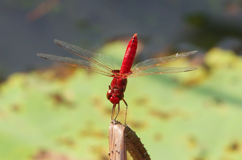  Red Baron (Urothemis aliena), Mary River National Park, NT