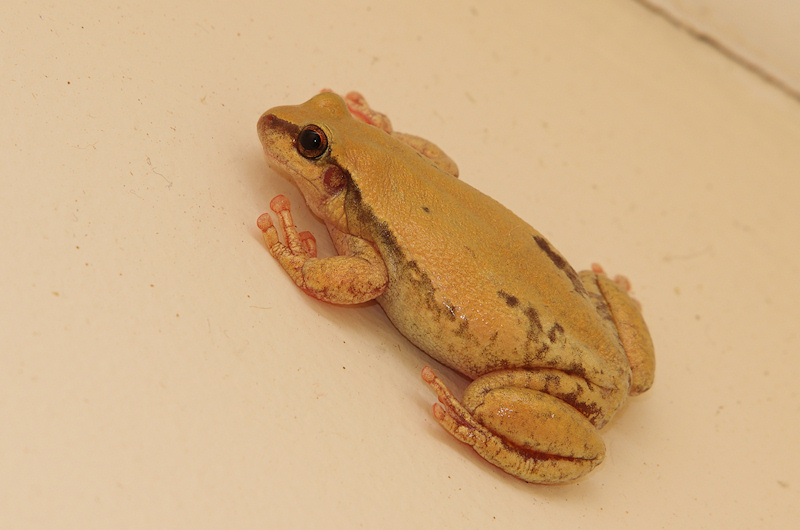  Red Tree Frog (Litoria rubella), Three-ways, NT