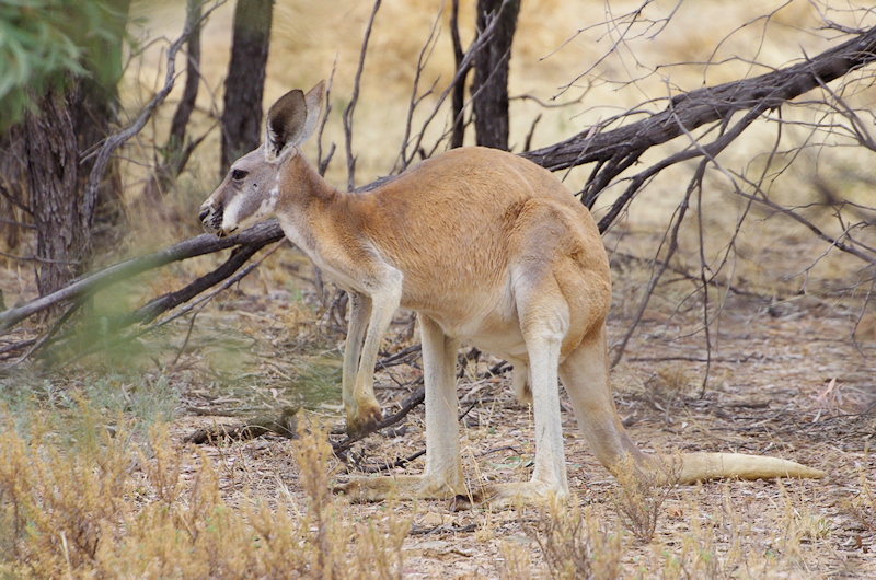  Red Kangaroo (Macropus rufus), Bladensburg National Park QLD