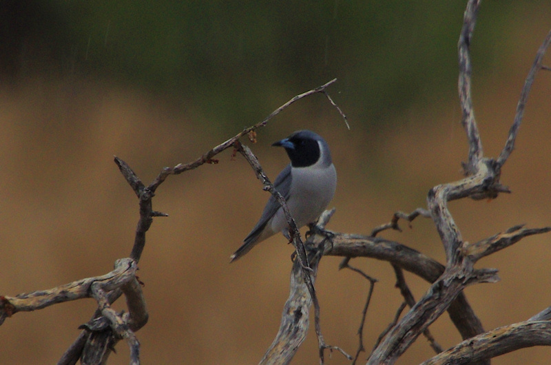  Masked Woodswallow (Artamus personatus) Male, Bladensburg National Park, QLD