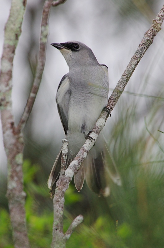  White-bellied Cuckoo-shrike