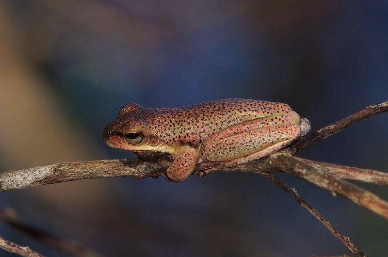  Cooloola Tree Frog (brown version)