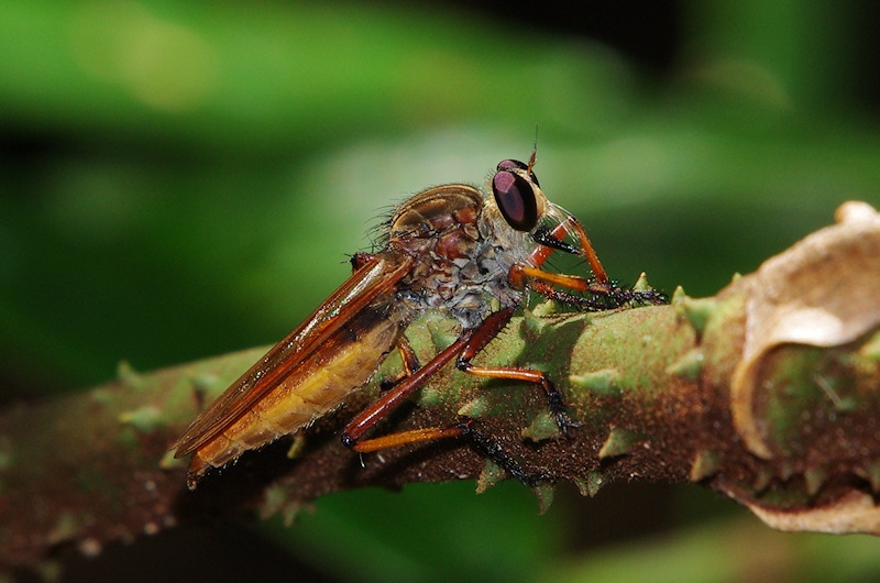  Robber Fly sp.