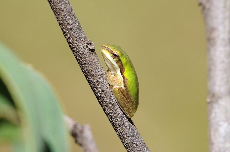  Eastern Dwarf Tree Frog (Litoria fallax)