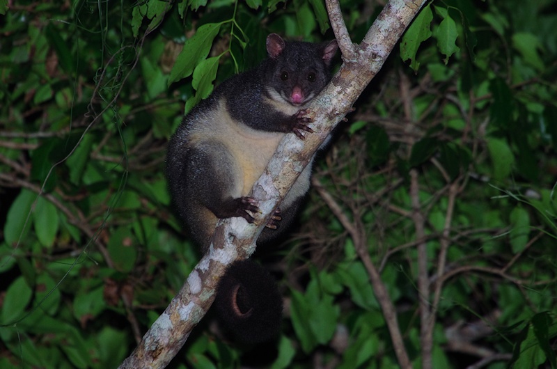  Mountain Brushtail Possum (Trichosurus cunninghami)