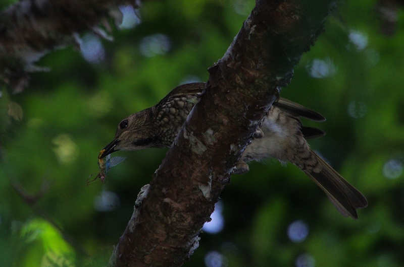  Regent Bowerbird (Sericulus chrysocephalus) Female