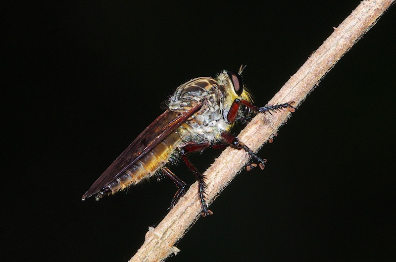  Robber Fly sp. (Family Asilidae)