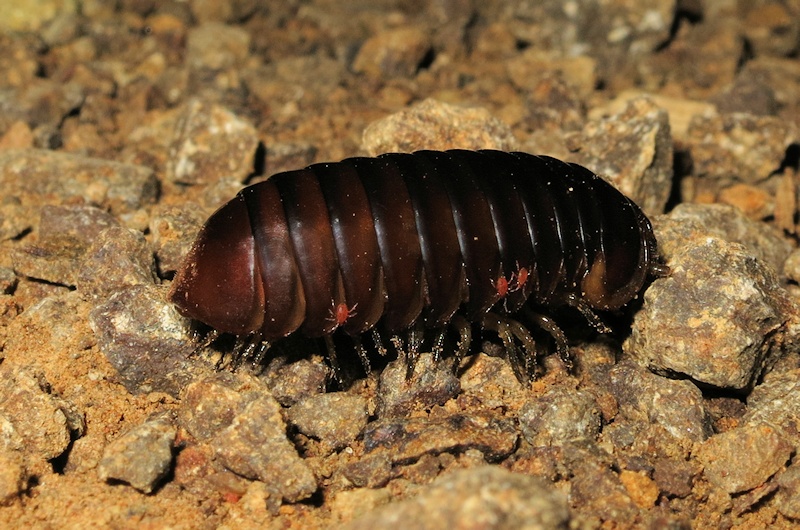 Pill Millipede (order Sphaerotheriida) with red mites