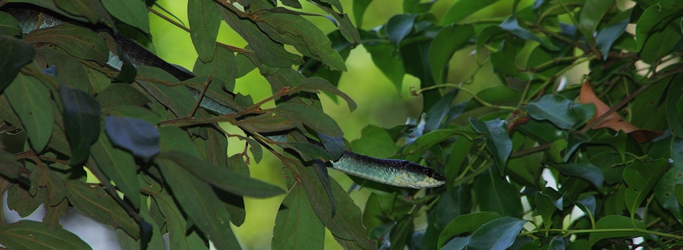  Common tree snake (Dendrelaphis punctulatus)