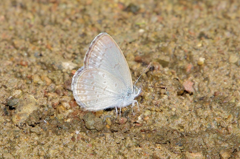  Common Grass-blue (Zizina labradus)
