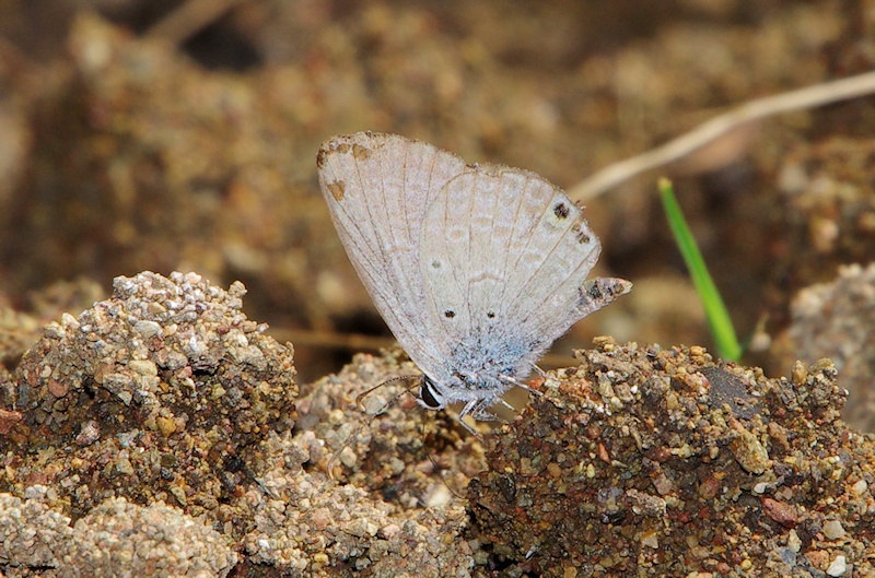  Spotted Pea-Blue (Euchrysops cnejus)