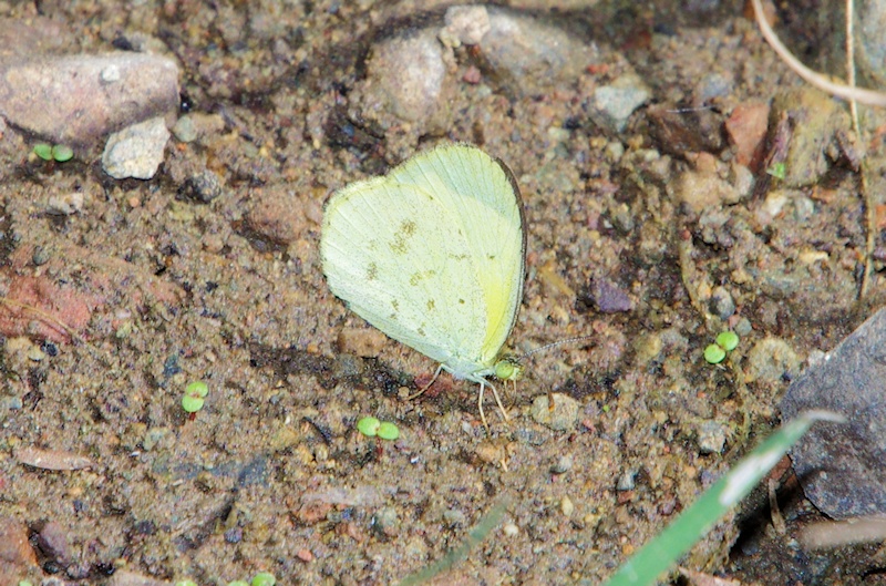  Small Grass-yellow (Eurema smilax)