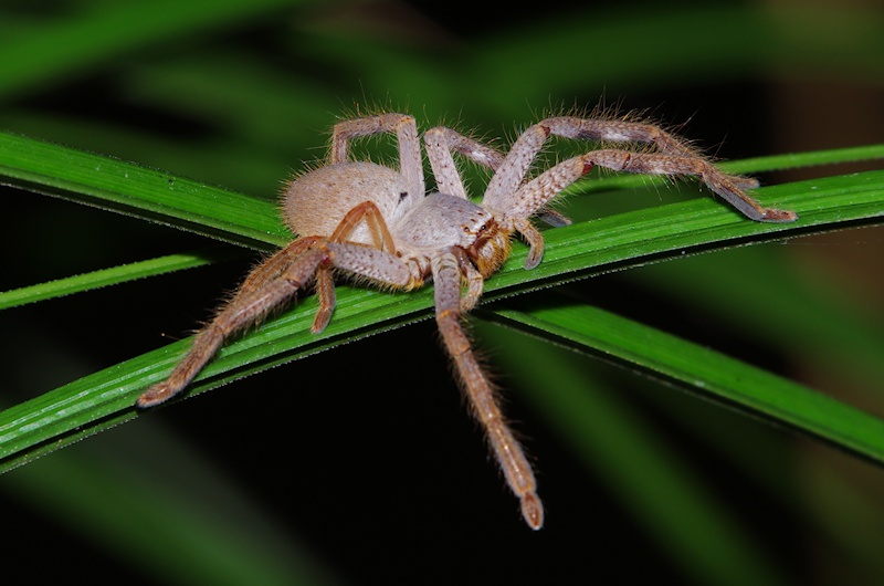  Badge Huntsman Spider (Neosparassus sp.)
