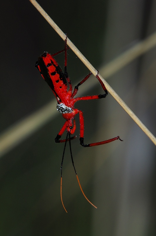  Unidentified Assassin Bug (family Reduviidae)