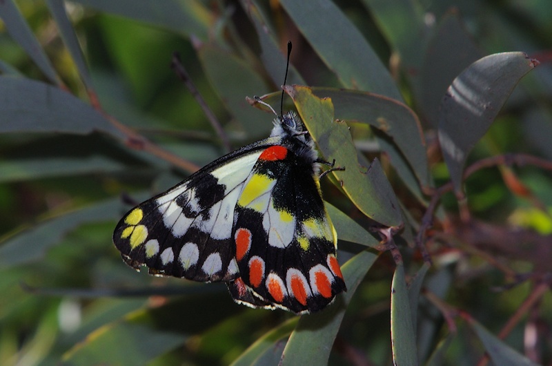  Red-spotted Jezebel (Delias aganippe)
