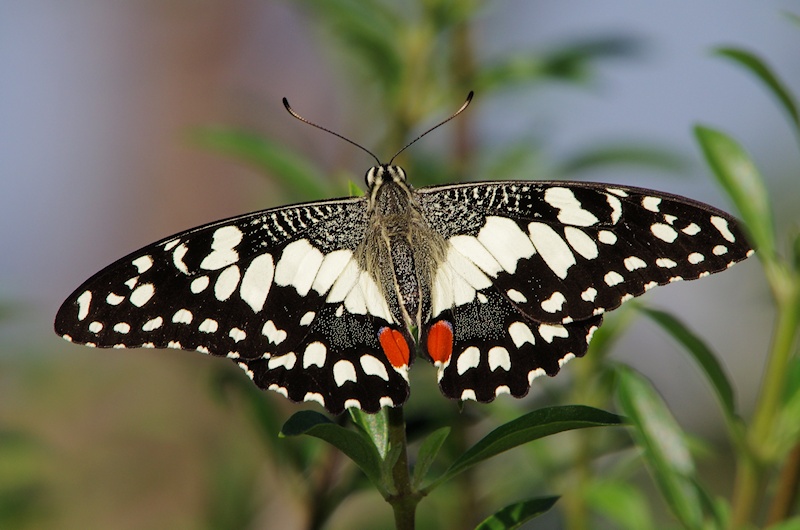  Chequered Swallowtail (Papilio demoleus) Male