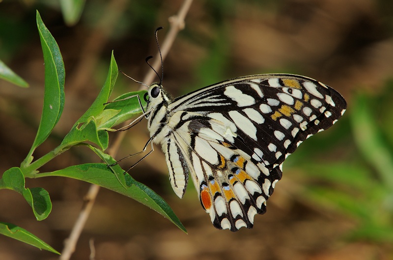  Chequered Swallowtail (Papilio demoleus)