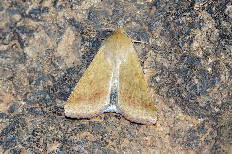  Moth sp. (Helicoverpa sp.)