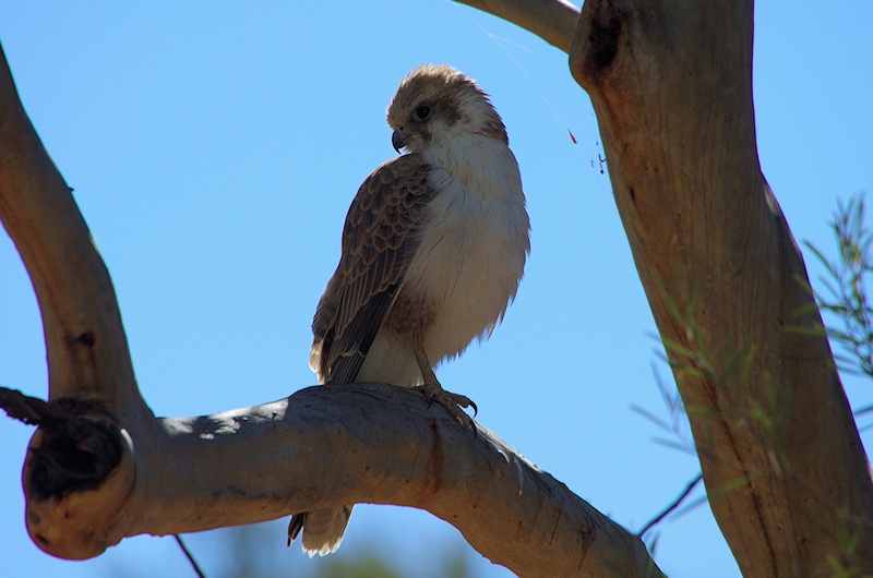  Brown Falcon (Falco berigora) pale form or old bird