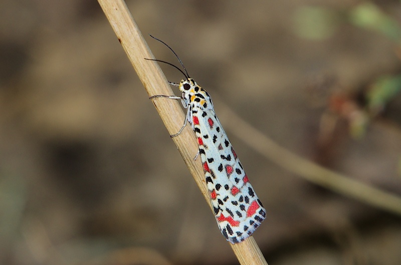  Heliotrope Moth (Utetheisa pulchelloides)