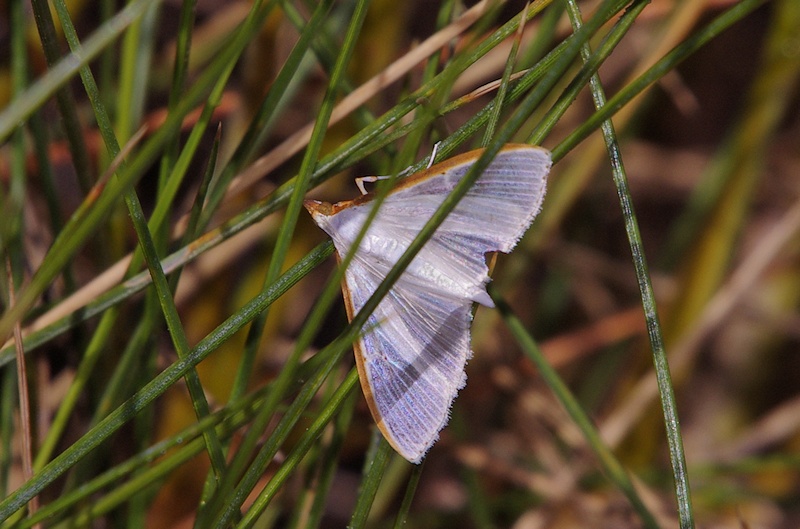  Moth sp. (Cydalima diaphanalis)