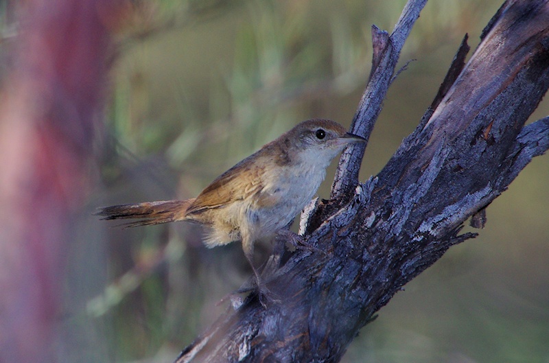  Spinifexbird (Eremiornis carteri)