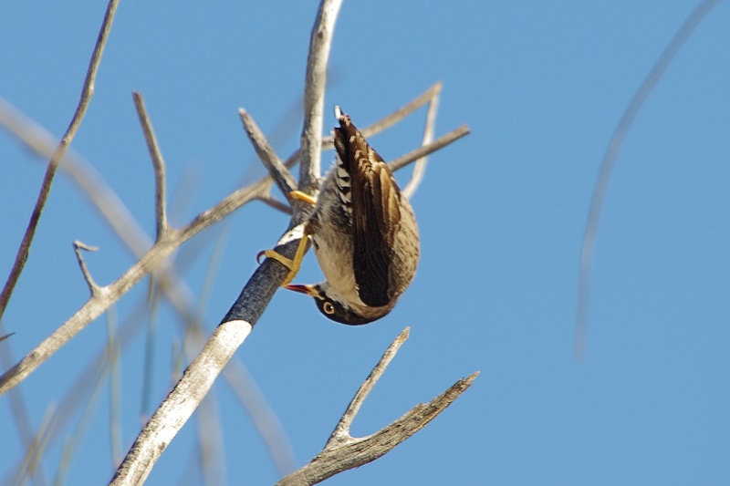  Blury Black-capped Sittella (Daphoenositta chrysoptera pileata)