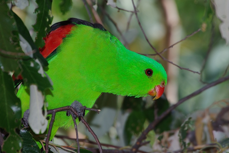  Red-winged Parrot (Aprosmictus erythropterus)