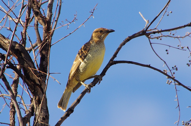  Spotted Bowerbird (Ptilonorhynchus maculatus)