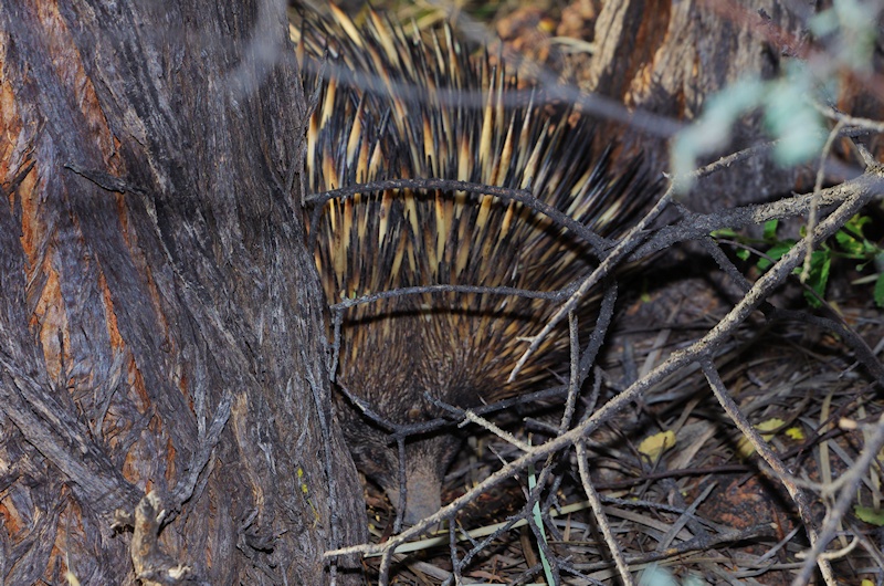  Short-beaked Echidna (Tachyglossus aculeatus)