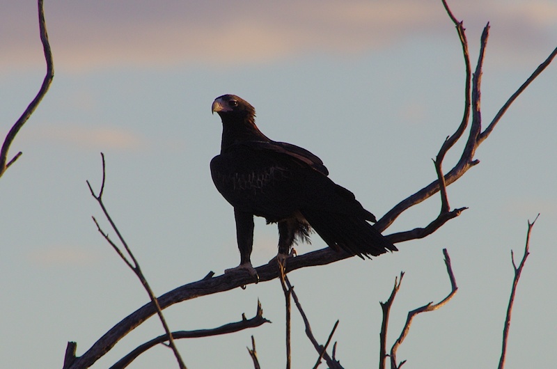  Wedge-tailed Eagle (Aquila audax)