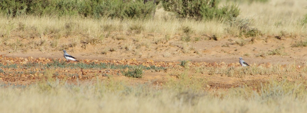  Distant Ground Cuckoo-shrikes (Coracina maxima)