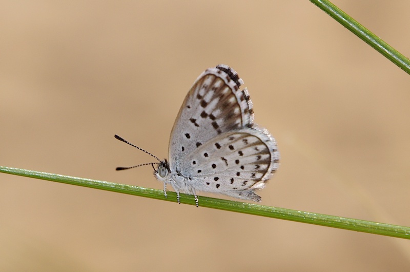  Spotted Dusky-blue (Candalides delospila)