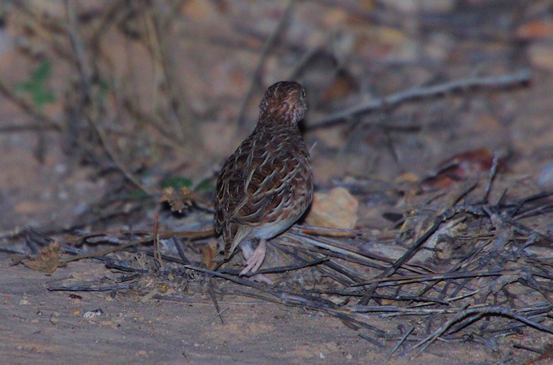  Little Button-quail (Turnix velox) in retreat
