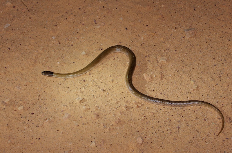   Curl Snake (Suta suta)